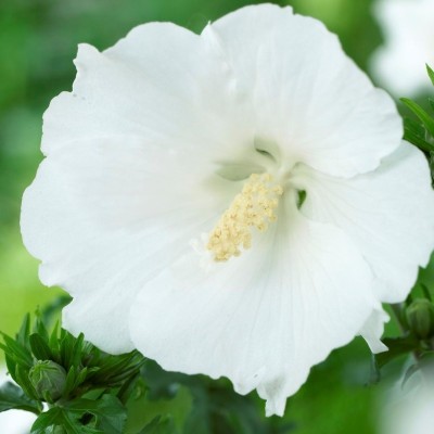 Hibiscus  syriacus  White C3